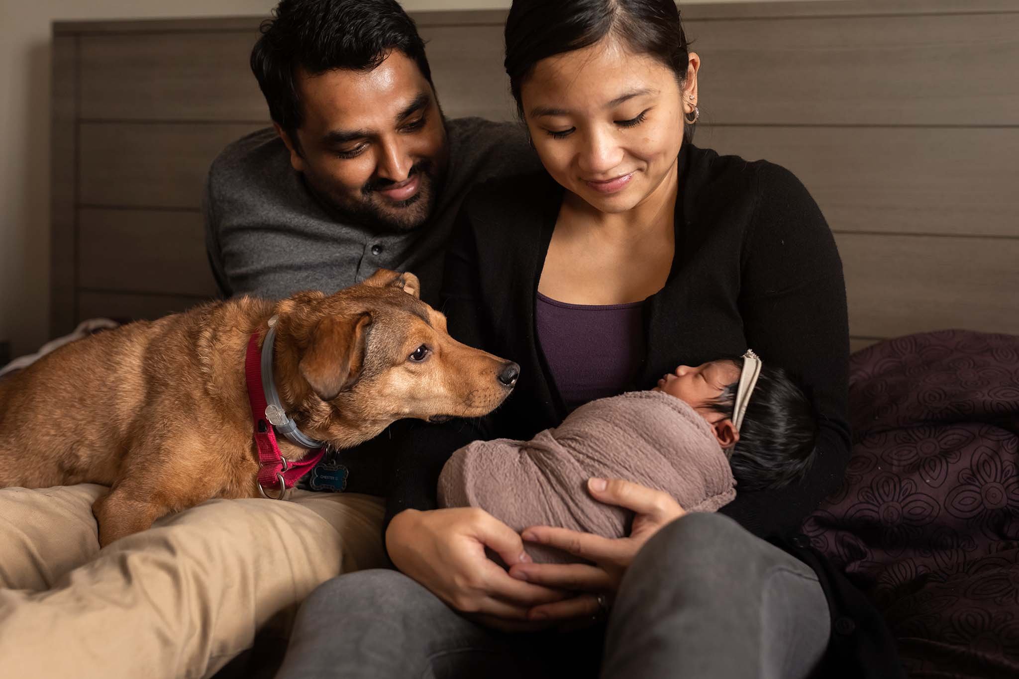 family dog peeking at newborn baby